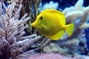 REEF-PRINT - NEW PRODUCTS